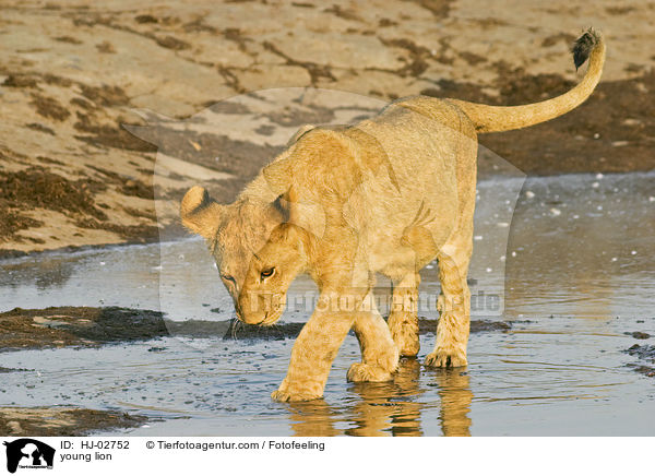 young lion / HJ-02752
