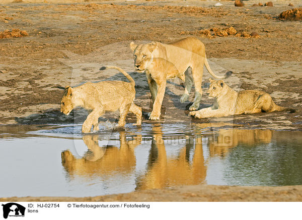 lions / HJ-02754