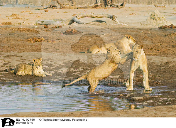 playing lions / HJ-02756