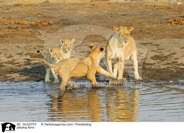 playing lions / HJ-02757