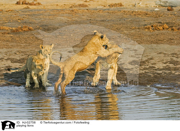 playing lions / HJ-02758