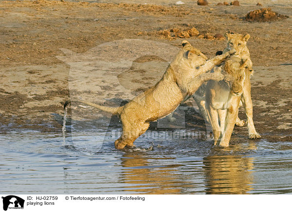playing lions / HJ-02759