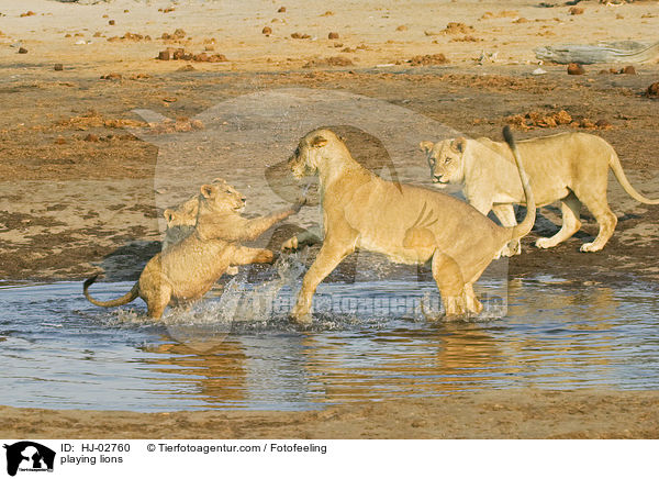 playing lions / HJ-02760