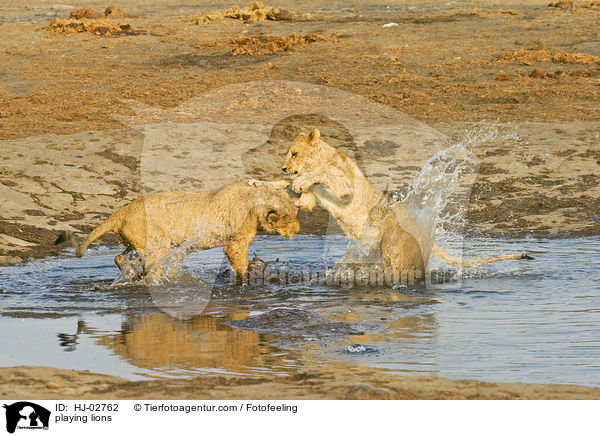 playing lions / HJ-02762