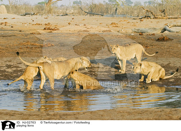 playing lions / HJ-02763