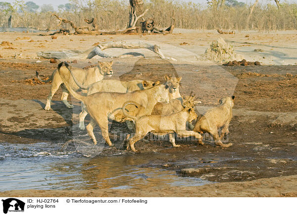playing lions / HJ-02764