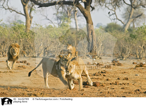 playing lions / HJ-02765
