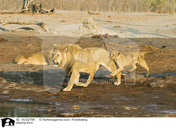 playing lions / HJ-02766