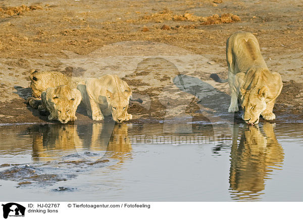 drinking lions / HJ-02767