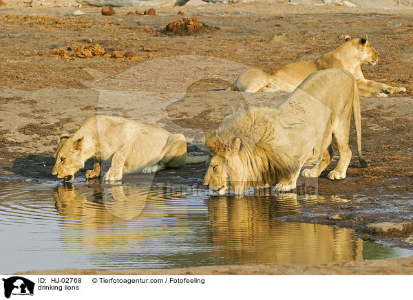 drinking lions / HJ-02768
