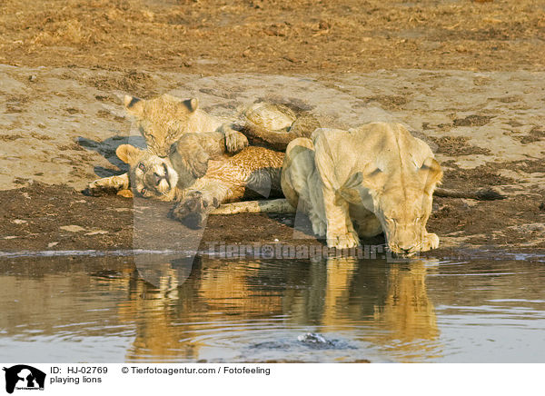 playing lions / HJ-02769