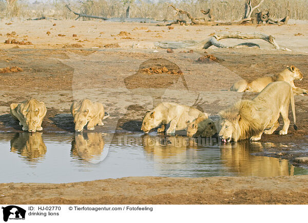 drinking lions / HJ-02770