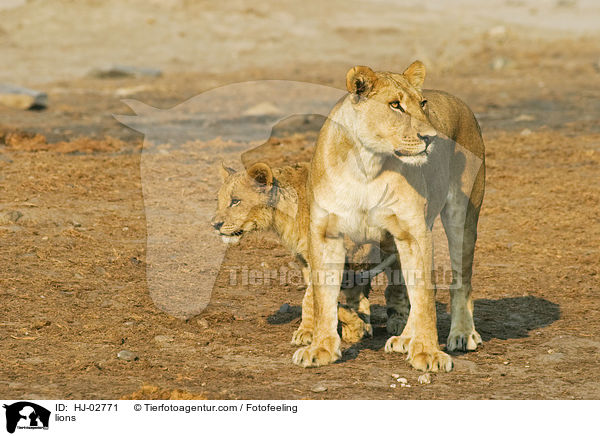 lions / HJ-02771