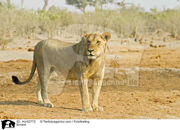 lioness / HJ-02772