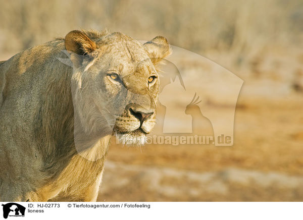 lioness / HJ-02773