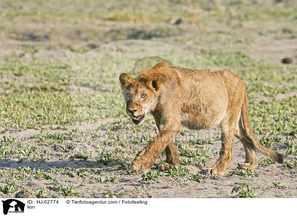 lion / HJ-02774