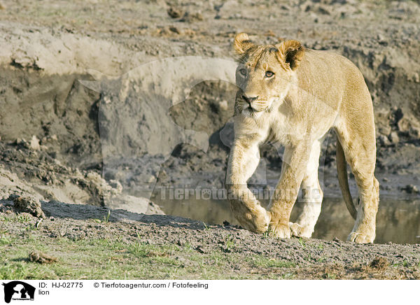 lion / HJ-02775
