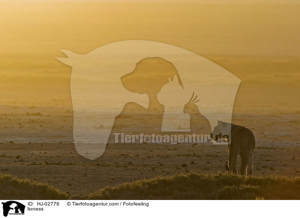 lioness / HJ-02776