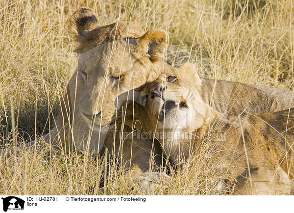 lions / HJ-02781