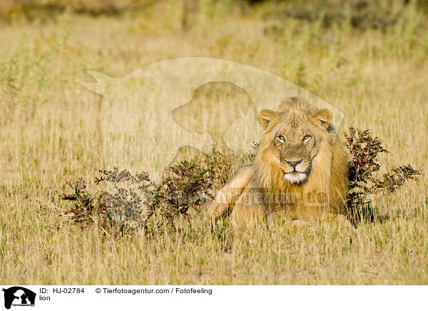lion / HJ-02784