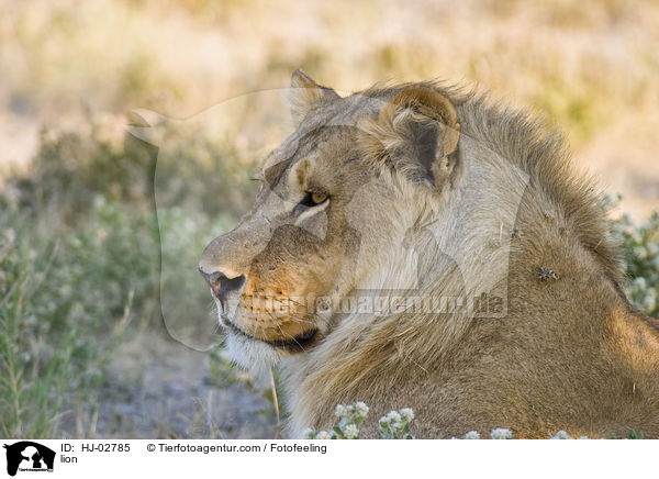 lion / HJ-02785