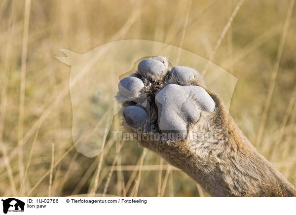 lion paw / HJ-02786