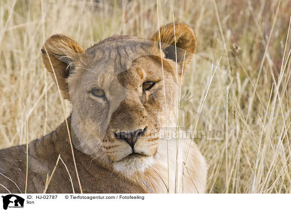 Lwe / lion / HJ-02787