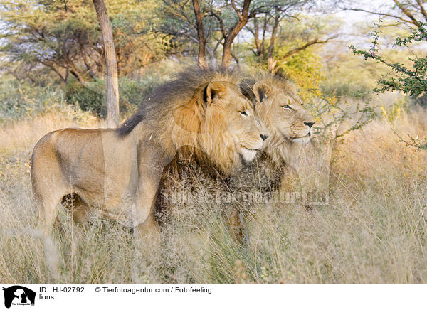 lions / HJ-02792