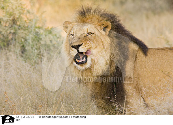 Lwe / lion / HJ-02793