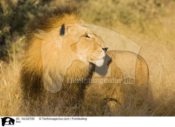 lion / HJ-02795