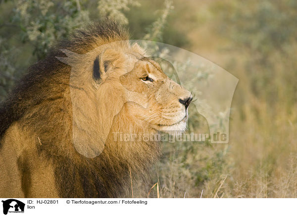 lion / HJ-02801