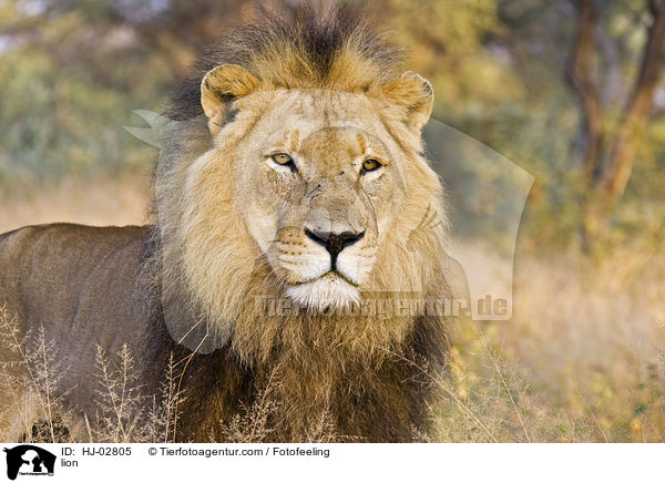 lion / HJ-02805