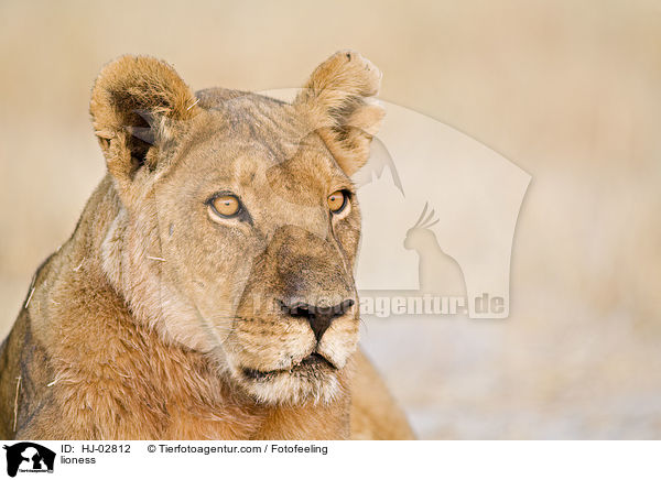 lioness / HJ-02812