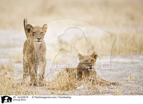 young lions / HJ-02815