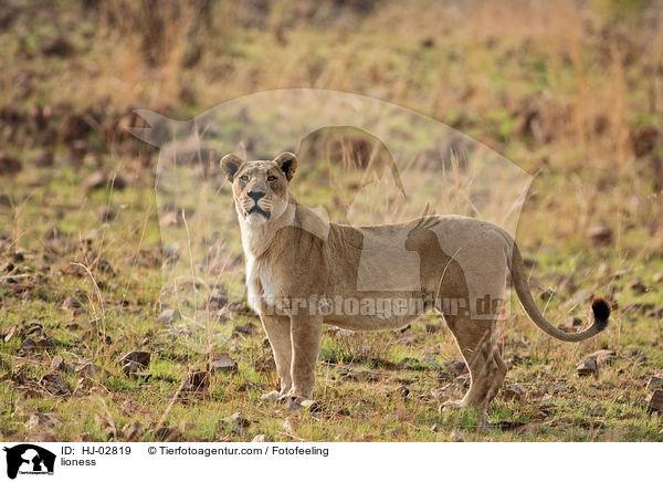 lioness / HJ-02819