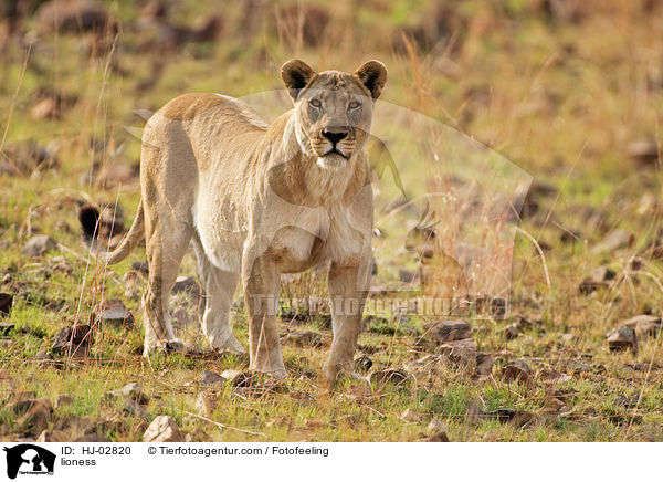 lioness / HJ-02820