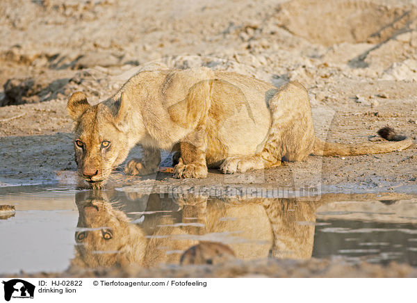 drinking lion / HJ-02822