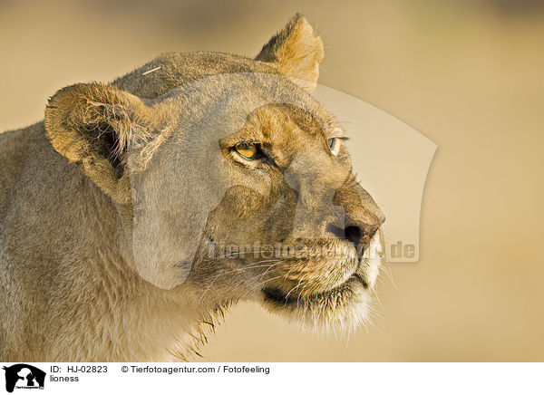 lioness / HJ-02823