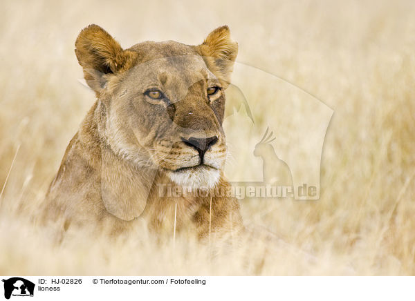 lioness / HJ-02826