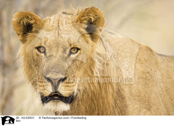 lion / HJ-02831