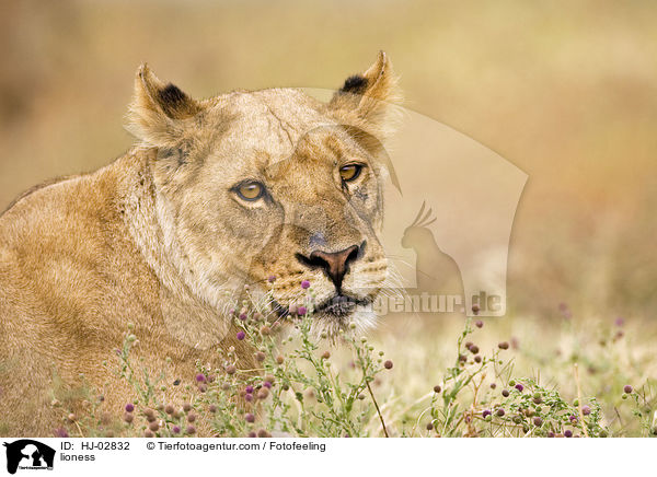 lioness / HJ-02832
