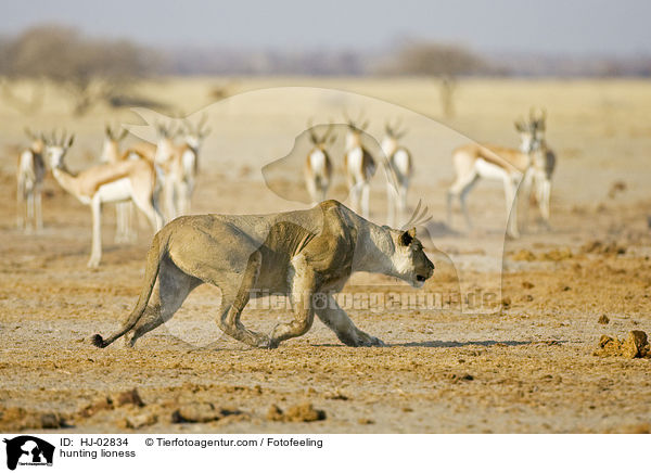 jagende Lwin / hunting lioness / HJ-02834