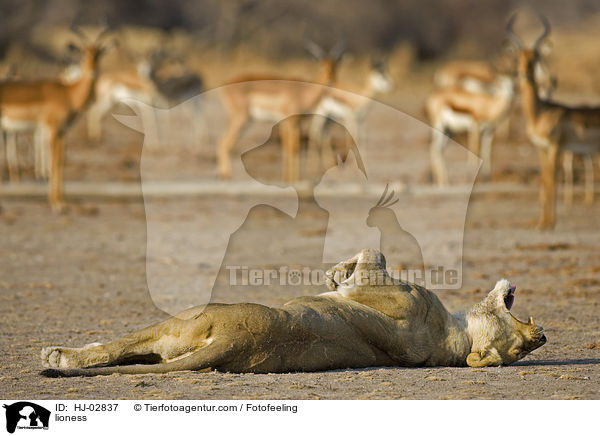 Lwin / lioness / HJ-02837