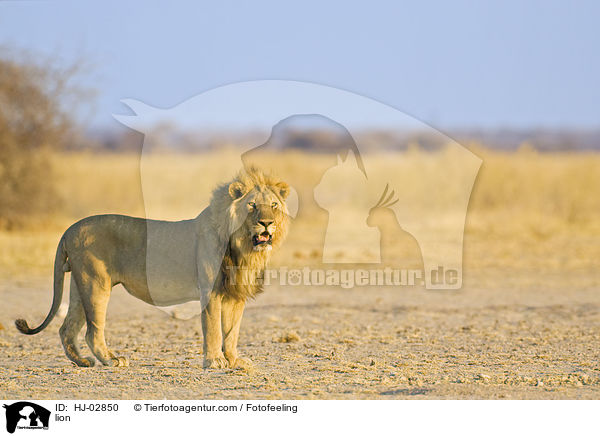 lion / HJ-02850