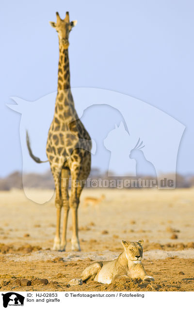 lion and giraffe / HJ-02853