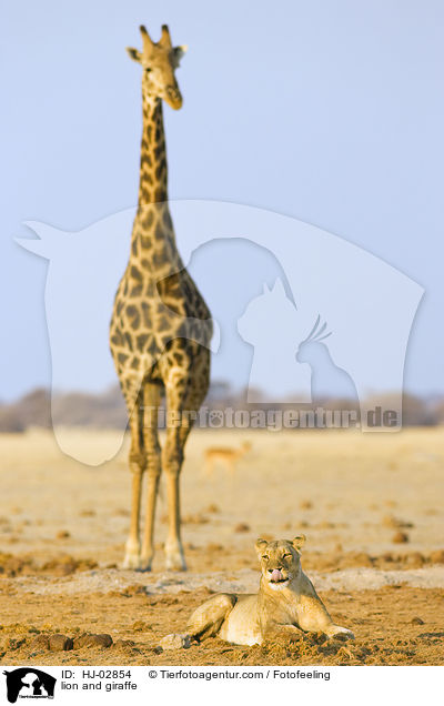 lion and giraffe / HJ-02854