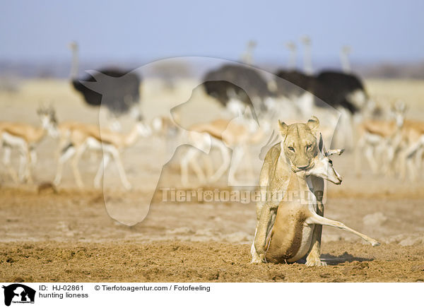 jagende Lwin / hunting lioness / HJ-02861