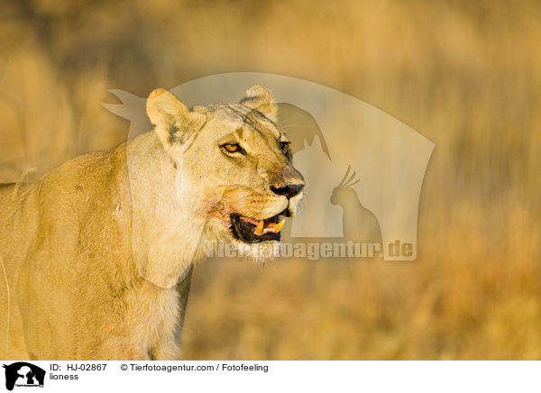 lioness / HJ-02867