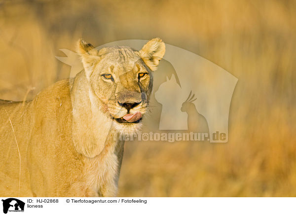 lioness / HJ-02868