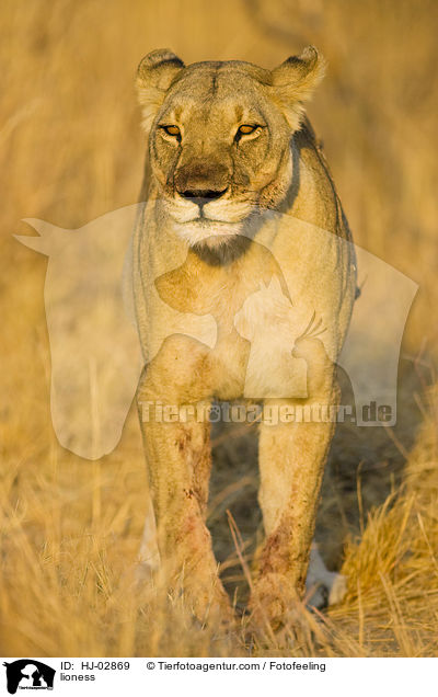 lioness / HJ-02869